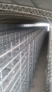 Jaula para Aves Automática